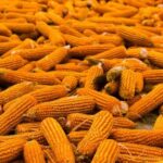 Food Surplus: The World's Most Expensive Problem Nobody Talks About Enough