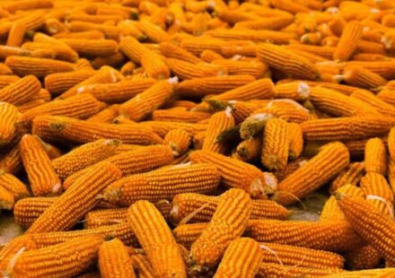 Food Surplus: The World's Most Expensive Problem Nobody Talks About Enough