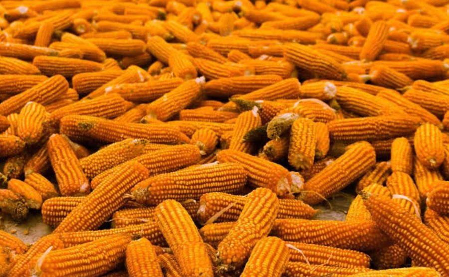Food Surplus: The World's Most Expensive Problem Nobody Talks About Enough
