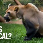 Are Zoos Ethical? The Honest Answer Is More Complicated Than You Want It to Be