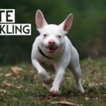 White Knuckling: The Sobriety Method Nobody Warns You About Until It's Already Failing